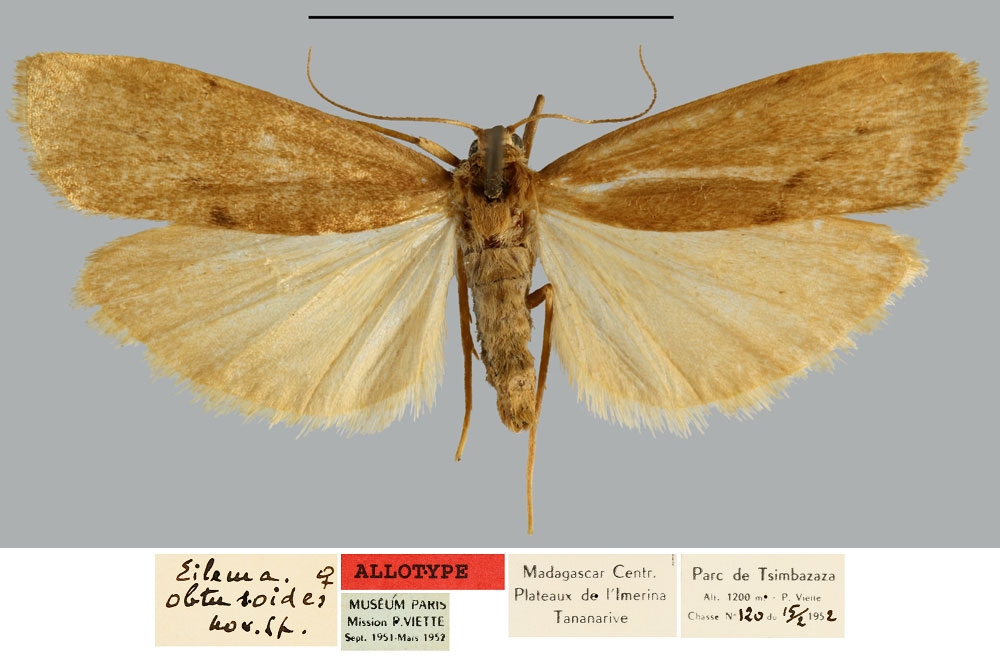 /filer/webapps/moths/media/images/O/obtusoides_Eilema_AT_MNHN.jpg