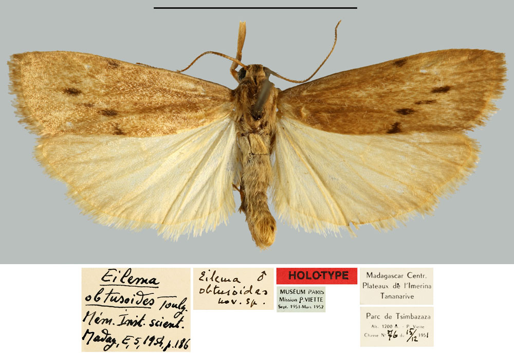/filer/webapps/moths/media/images/O/obtusoides_Eilema_HT_MNHN.jpg