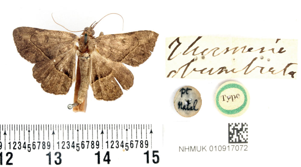 /filer/webapps/moths/media/images/O/obumbrata_Thermesia_HT_BMNH.jpg