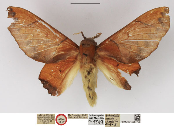 /filer/webapps/moths/media/images/O/obusta_Opisthodontia_AT_NHMUK.jpg