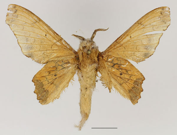 /filer/webapps/moths/media/images/O/obusta_Theophasida_AM_Basquin_02.jpg