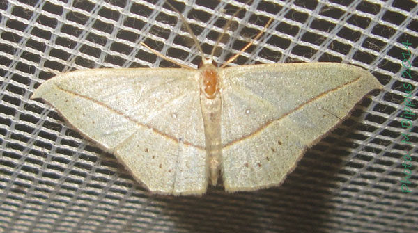 /filer/webapps/moths/media/images/O/obversata_Traminda_A_Bippus.jpg