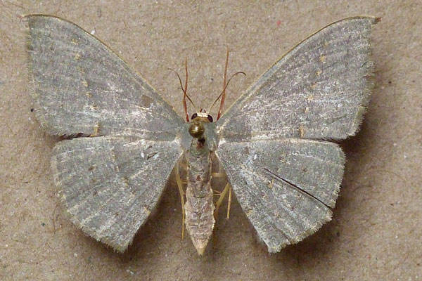 /filer/webapps/moths/media/images/O/obversata_Traminda_A_Butler.jpg
