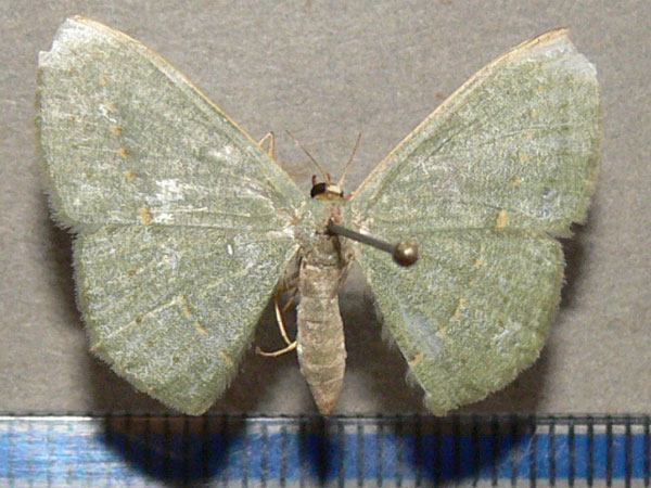 /filer/webapps/moths/media/images/O/obversata_Traminda_A_Goff_01.jpg
