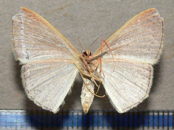 /filer/webapps/moths/media/images/O/obversata_Traminda_A_Goff_02.jpg