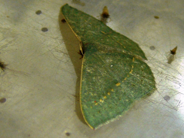 /filer/webapps/moths/media/images/O/obversata_Traminda_A_Guyonnet.jpg