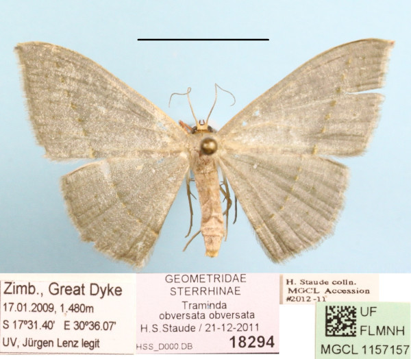 /filer/webapps/moths/media/images/O/obversata_Traminda_A_MGCL_01.jpg
