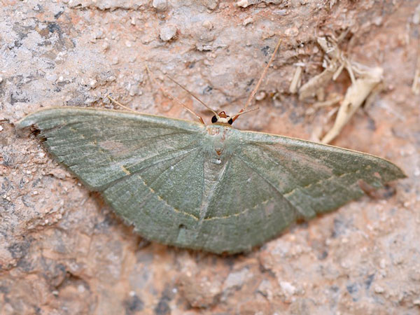 /filer/webapps/moths/media/images/O/obversata_Traminda_A_Mazzei_01.jpg