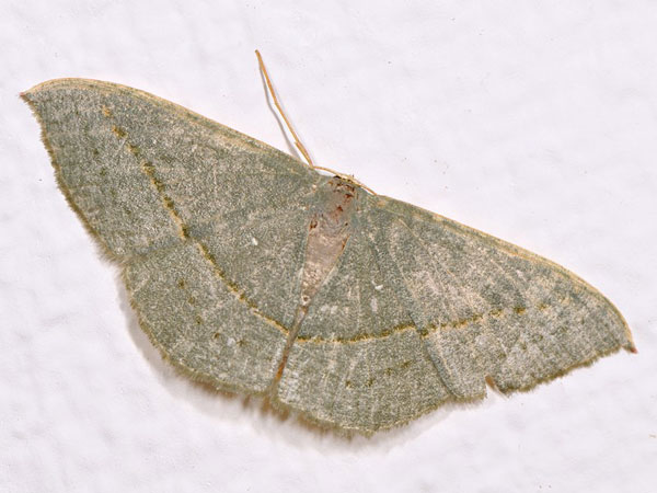 /filer/webapps/moths/media/images/O/obversata_Traminda_A_Mazzei_02.jpg