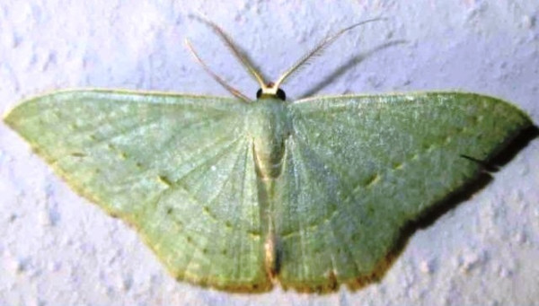 /filer/webapps/moths/media/images/O/obversata_Traminda_A_Sydes.jpg