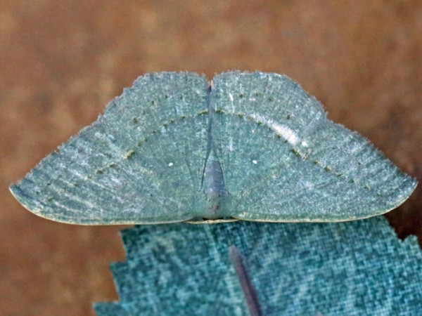 /filer/webapps/moths/media/images/O/obversata_Traminda_A_Voaden.jpg