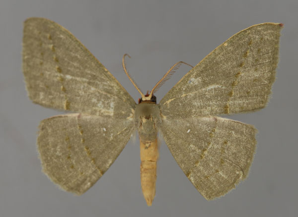 /filer/webapps/moths/media/images/O/obversata_Traminda_A_ZSM_01.jpg