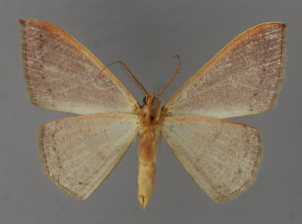 /filer/webapps/moths/media/images/O/obversata_Traminda_A_ZSM_02.jpg