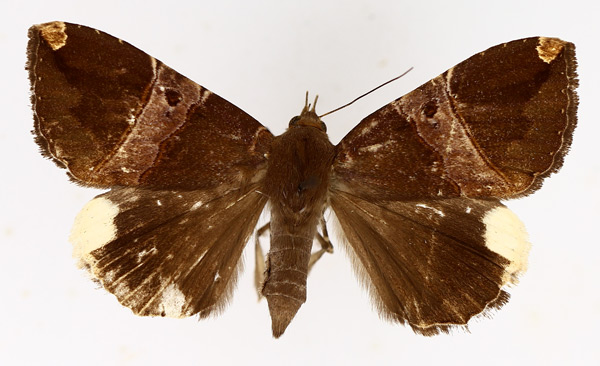/filer/webapps/moths/media/images/O/obvia_Achaea_AF_TMSA_01.jpg