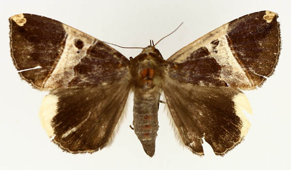 /filer/webapps/moths/media/images/O/obvia_Achaea_AF_TMSA_02.jpg