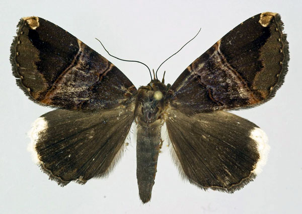 /filer/webapps/moths/media/images/O/obvia_Achaea_AM_Basquin.jpg