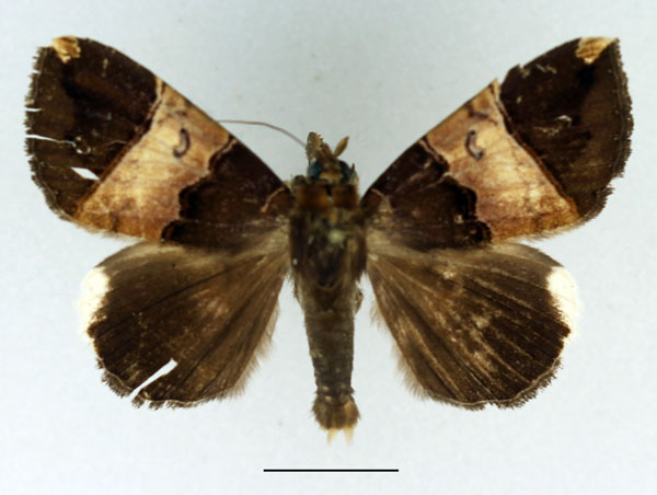 /filer/webapps/moths/media/images/O/obvia_Achaea_AM_Basquin_01.jpg