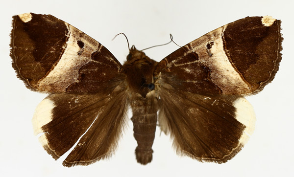 /filer/webapps/moths/media/images/O/obvia_Achaea_AM_TMSA_01.jpg
