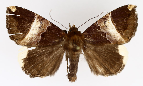 /filer/webapps/moths/media/images/O/obvia_Achaea_AM_TMSA_02.jpg