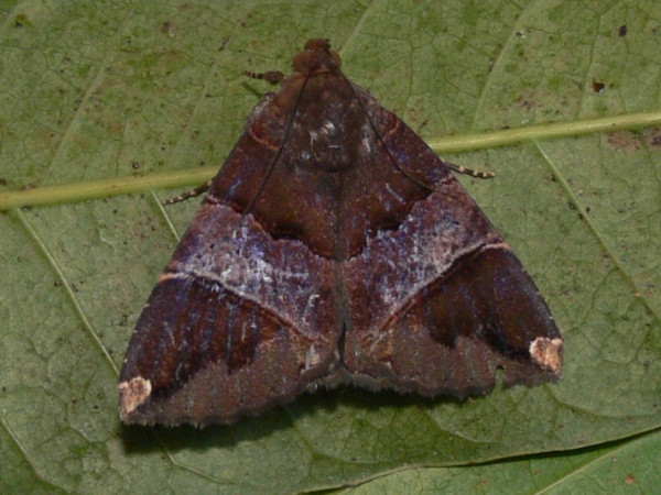 /filer/webapps/moths/media/images/O/obvia_Achaea_A_Goff_02.JPG