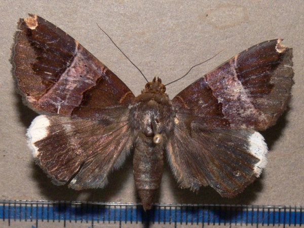 /filer/webapps/moths/media/images/O/obvia_Achaea_A_Goffa_01.JPG