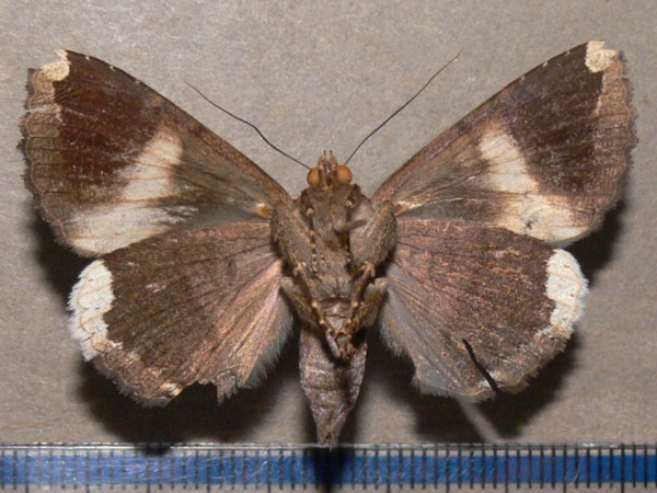 /filer/webapps/moths/media/images/O/obvia_Achaea_A_Goffb_01.JPG