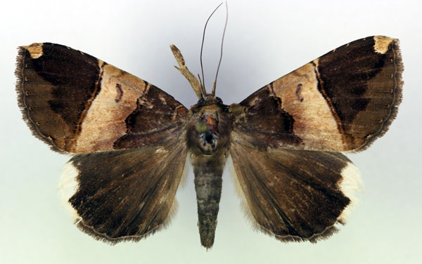 /filer/webapps/moths/media/images/O/obvia_Achaea_A_RMCA.jpg