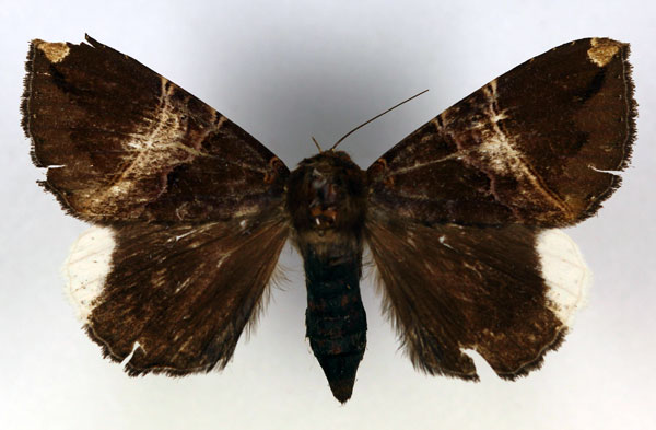 /filer/webapps/moths/media/images/O/obvia_Achaea_A_RMCA_02.jpg