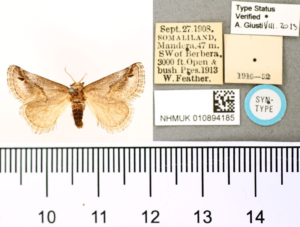 /filer/webapps/moths/media/images/O/obvia_Featheria_PTF_BMNH.jpg