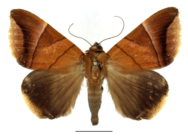 /filer/webapps/moths/media/images/O/occidens_Achaea_AM_Basquin_01.jpg