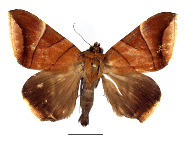 /filer/webapps/moths/media/images/O/occidens_Achaea_AM_Basquin_02.jpg
