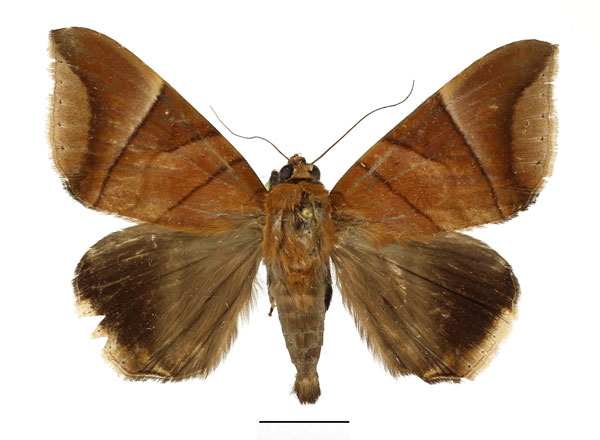 /filer/webapps/moths/media/images/O/occidens_Achaea_AM_Basquin_03.jpg