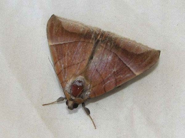 /filer/webapps/moths/media/images/O/occidens_Achaea_A_Goff.jpg