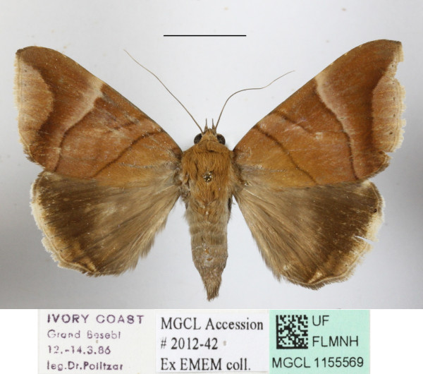 /filer/webapps/moths/media/images/O/occidens_Achaea_A_MGCLa_01.JPG