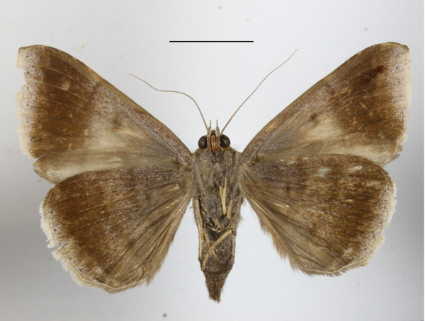 /filer/webapps/moths/media/images/O/occidens_Achaea_A_MGCLb_01.JPG