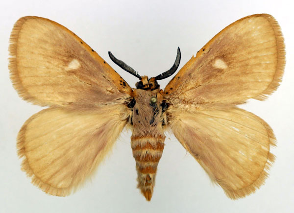 /filer/webapps/moths/media/images/O/occidens_Chrysopoloma_HT_Basquin.jpg
