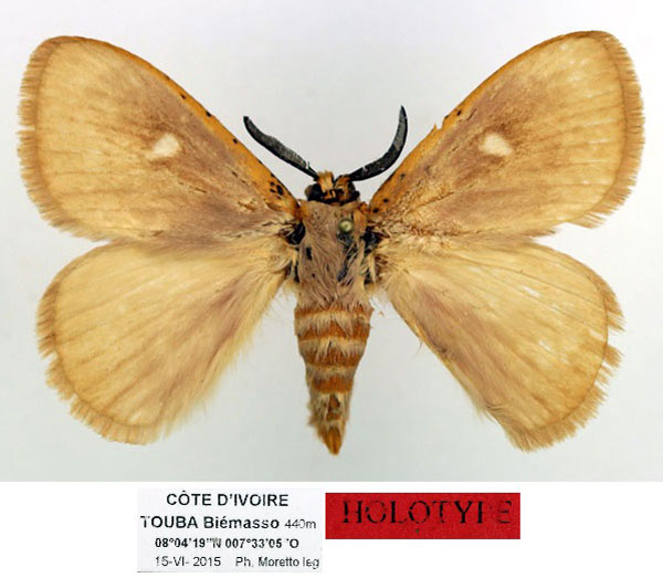 /filer/webapps/moths/media/images/O/occidens_Chrysopoloma_HT_Basquin_Qxv19sT.jpg