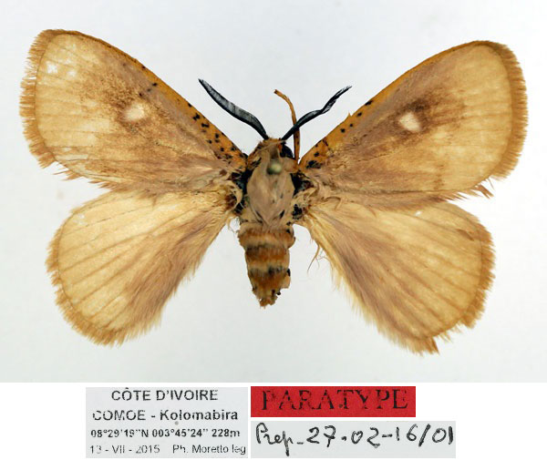 /filer/webapps/moths/media/images/O/occidens_Chrysopoloma_PT_Basquin_84PsJS1.jpg