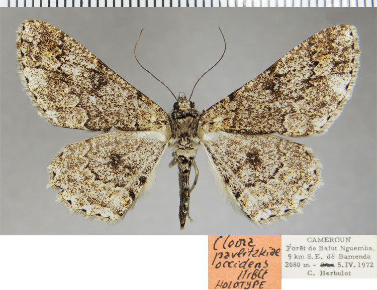 /filer/webapps/moths/media/images/O/occidens_Cleora_HT_ZSMa.jpg