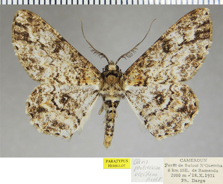 /filer/webapps/moths/media/images/O/occidens_Cleora_PTM_ZSM_01.jpg