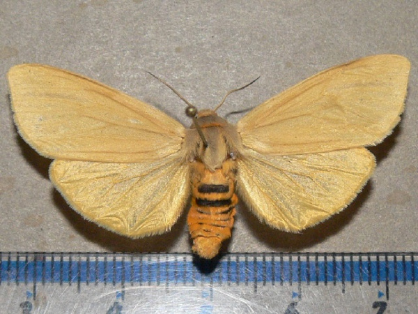 /filer/webapps/moths/media/images/O/occidens_Spilosoma_AF_Goffa_01.jpg