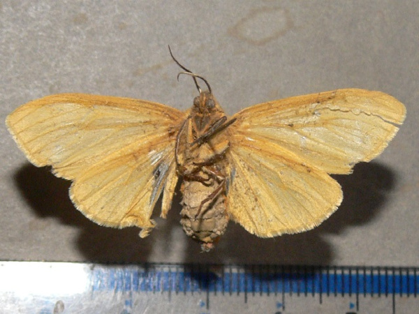 /filer/webapps/moths/media/images/O/occidens_Spilosoma_AF_Goffb_01.jpg