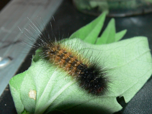 /filer/webapps/moths/media/images/O/occidens_Spilosoma_C_Goff_02.jpg