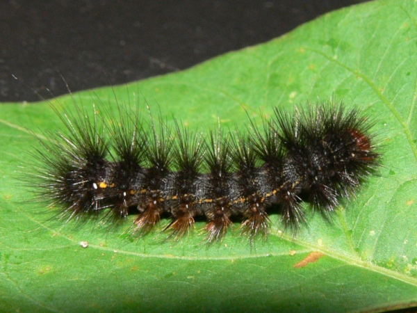 /filer/webapps/moths/media/images/O/occidens_Spilosoma_C_Goff_03.jpg