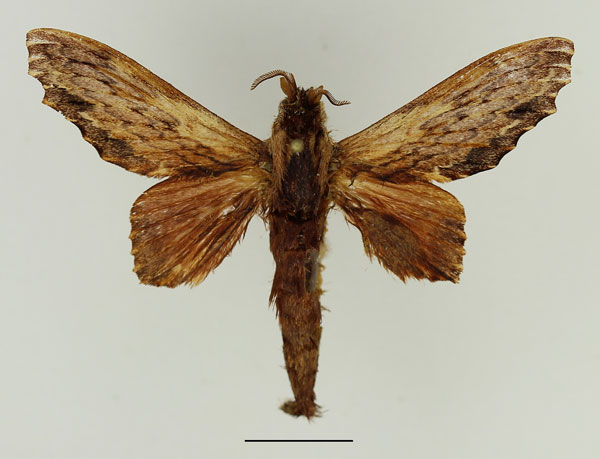 /filer/webapps/moths/media/images/O/occidentale_Filiola_AM_Basquin_01.jpg