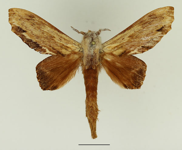 /filer/webapps/moths/media/images/O/occidentale_Filiola_AM_Basquin_02.jpg