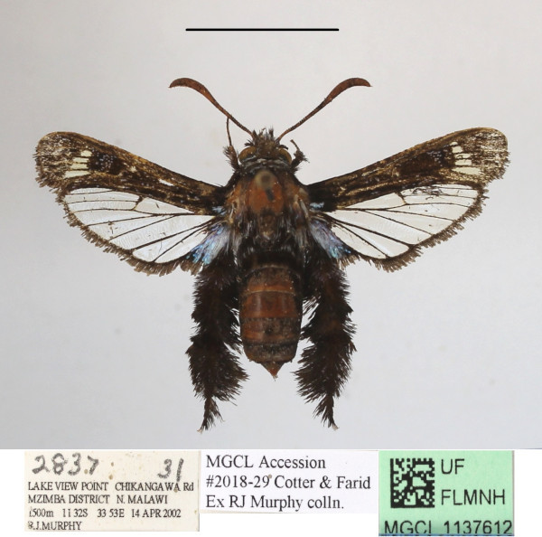 /filer/webapps/moths/media/images/O/occidentalis_Afromelittia_AM_MGCLa_01.JPG