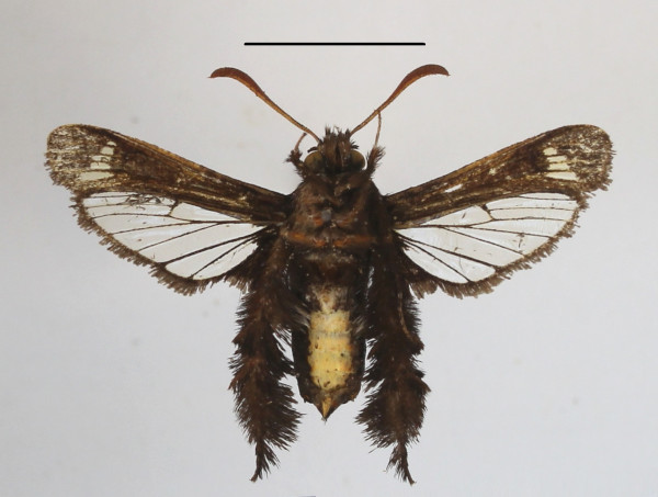 /filer/webapps/moths/media/images/O/occidentalis_Afromelittia_AM_MGCLb_01.JPG