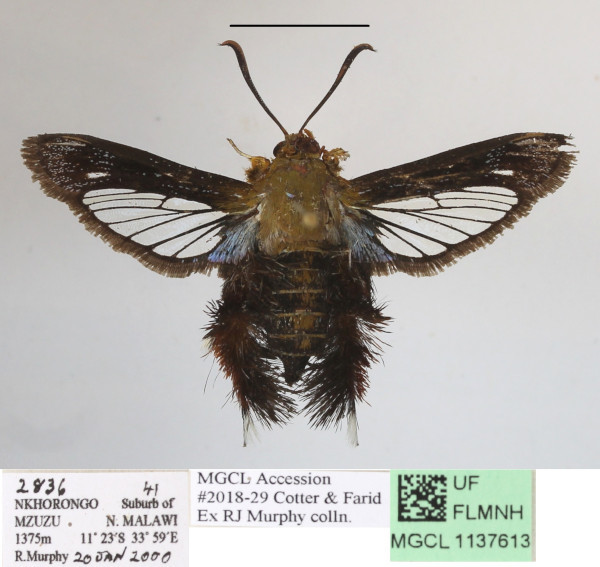 /filer/webapps/moths/media/images/O/occidentalis_Afromelittia_A_MGCLa_02.JPG