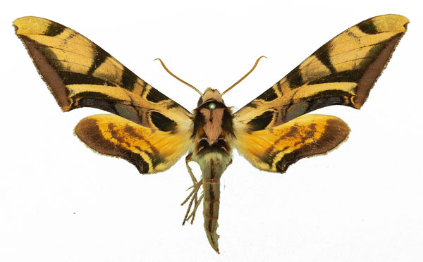 /filer/webapps/moths/media/images/O/occidentalis_Batocnema_AF_Basquin.jpg